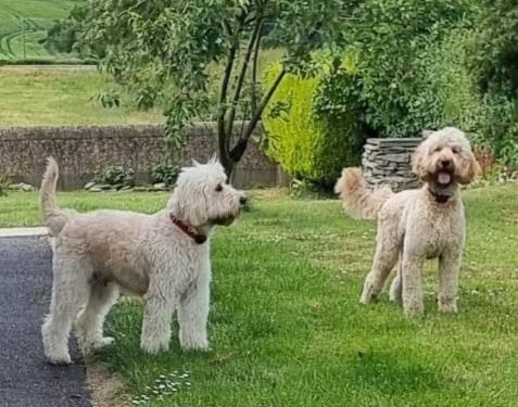 Apartamento Annie Dee's Guest Ballygowan